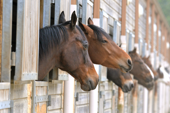 pensions pour chevaux au Centre Équestre d’Aurin