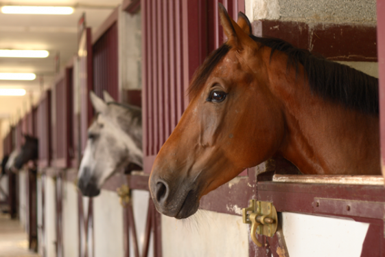 pensions pour chevaux